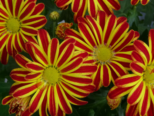 Flower image V171020251624 N70.jpg