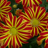 Flower image V171020251624 N70
