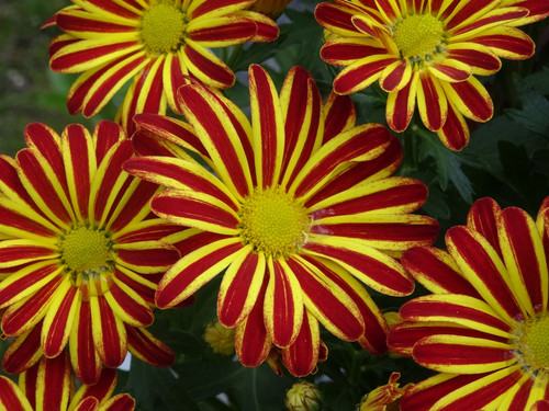 Flower image V171020251624 N76.jpg