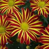 Flower image V171020251624 N76
