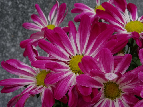 Flower image V171020251624 N65.jpg