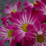 Flower image V171020251624 N65