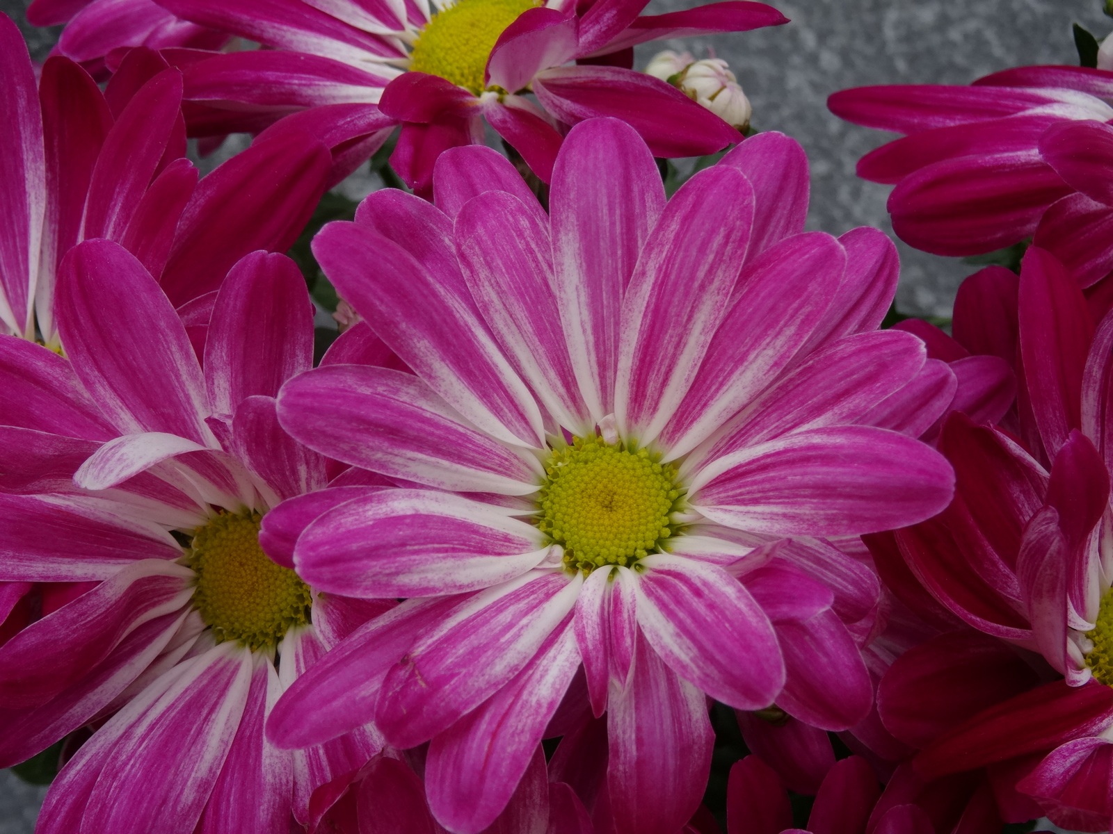 [Image: KvlKJRf.jpg]