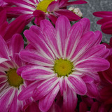 Flower image V171020251624 N66