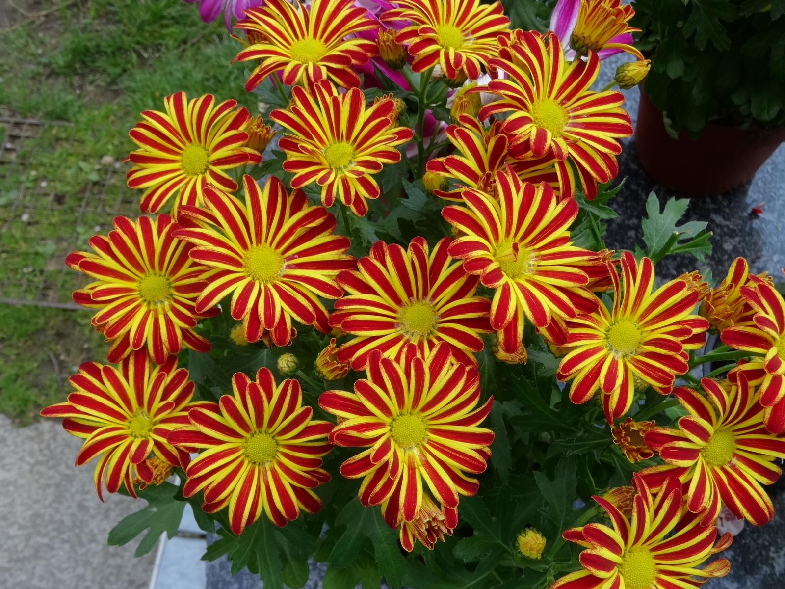 [Image: KvlKKVS.jpg]