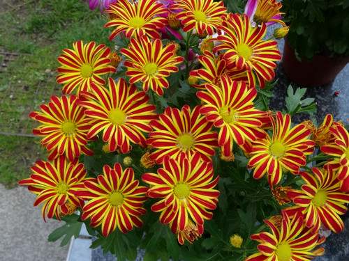 Flower image V171020251624 N69.jpg