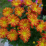 Flower image V171020251624 N69