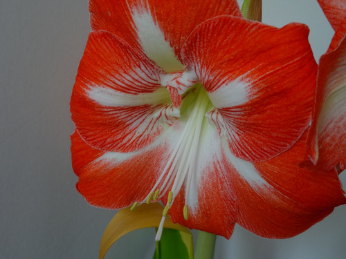 Flower image V171020251624 N92
