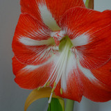 Flower image V171020251624 N92