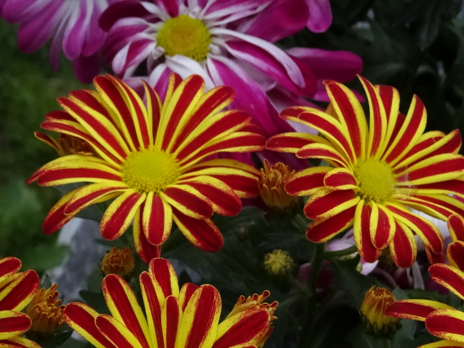 [Image: KvlKNgn.jpg]