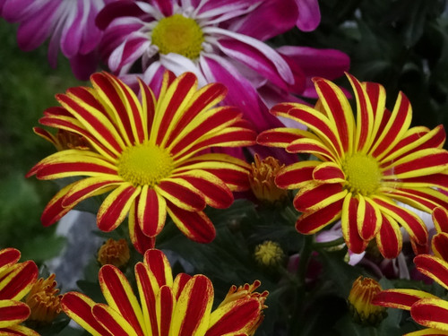 Flower image V171020251624 N82