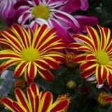 Flower image V171020251624 N82