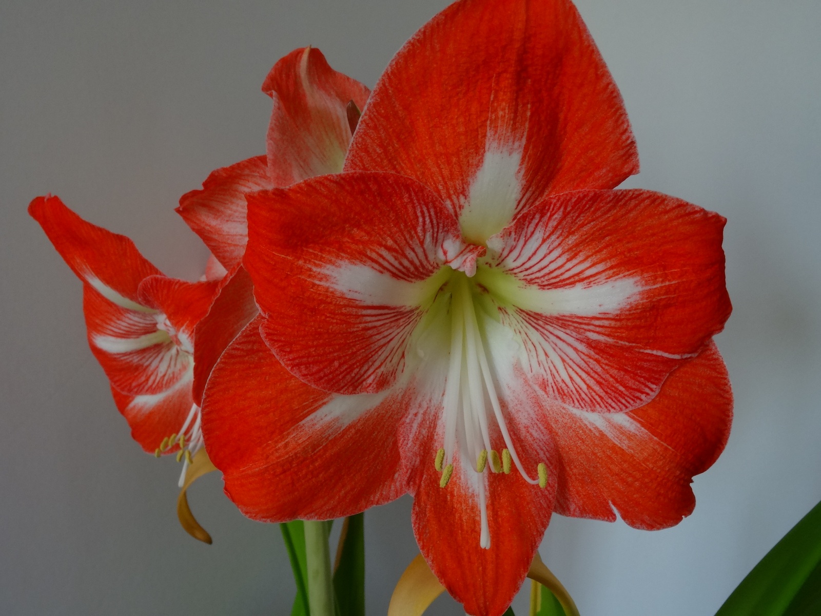 [Image: KvlKP19.jpg]