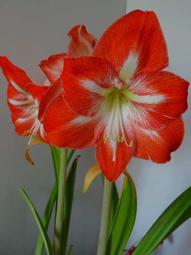 Flower image V171020251624 N93