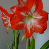Flower image V171020251624 N93