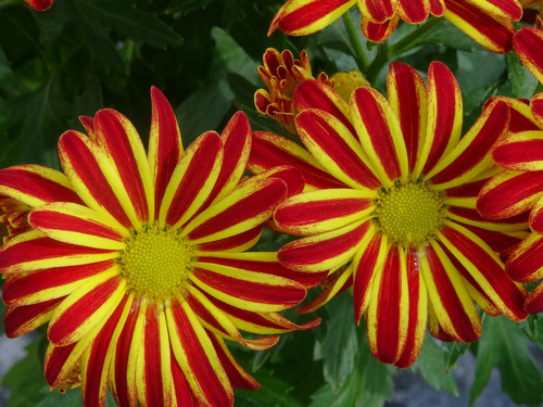 Flower image V171020251624 N72.jpg