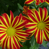 Flower image V171020251624 N72