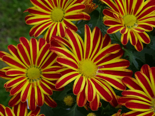 Flower image V171020251624 N71.jpg