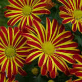 Flower image V171020251624 N71