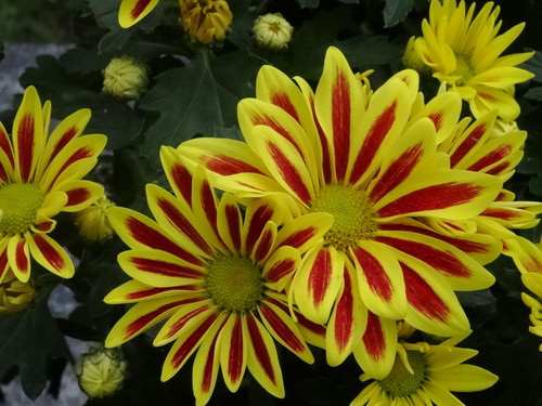 Flower image V171020251624 N86