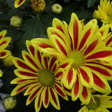 Flower image V171020251624 N86