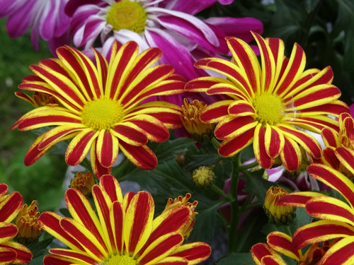 Flower image V171020251624 N77.jpg