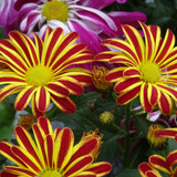 Flower image V171020251624 N77