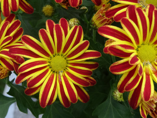 Flower image V171020251624 N78