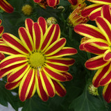 Flower image V171020251624 N78