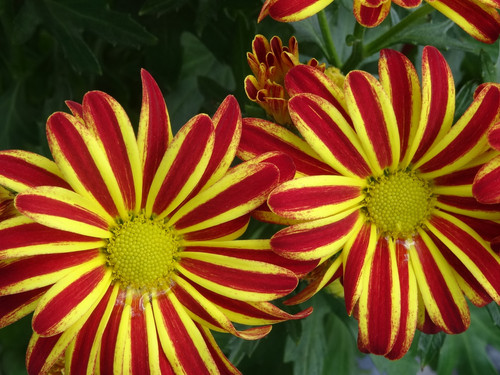 Flower image V171020251624 N79.jpg