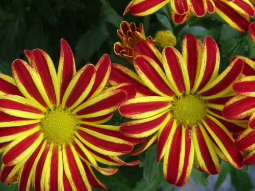 Flower image V171020251624 N73.jpg
