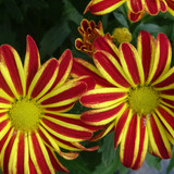 Flower image V171020251624 N73