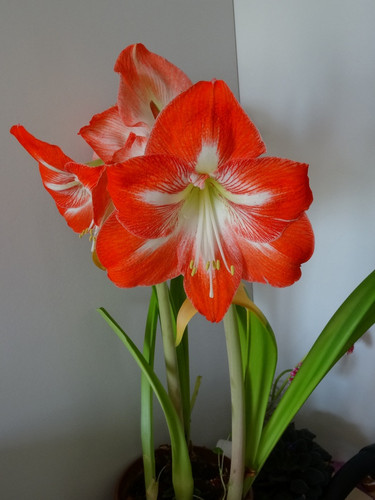 Flower image V171020251624 N94