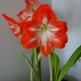 Flower image V171020251624 N94