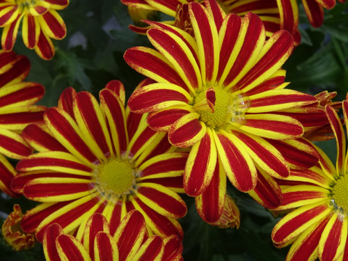Flower image V171020251624 N74.jpg
