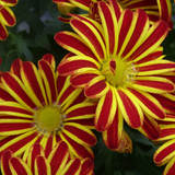 Flower image V171020251624 N74