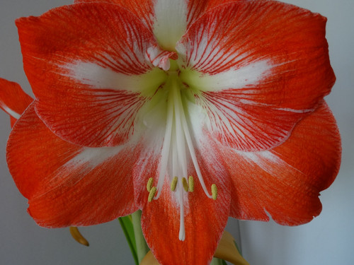 Flower image V171020251624 N95