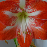 Flower image V171020251624 N95