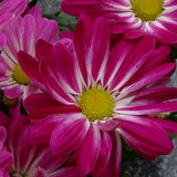 Flower image V171020251624 N67