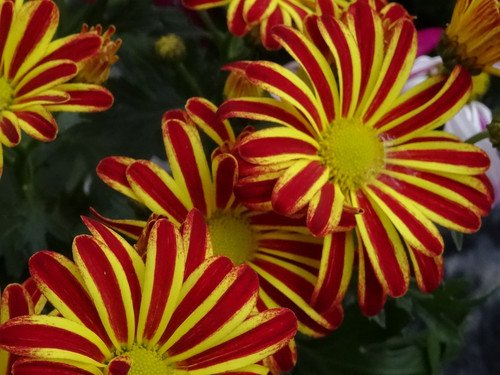 Flower image V171020251624 N83