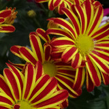Flower image V171020251624 N83