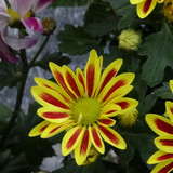 Flower image V171020251624 N87