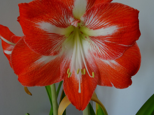 Flower image V171020251624 N91