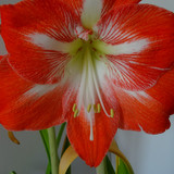 Flower image V171020251624 N91