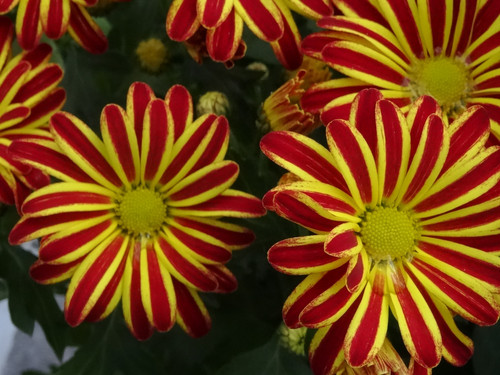 Flower image V171020251624 N80