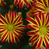 Flower image V171020251624 N80