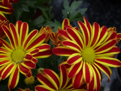 Flower image V171020251624 N84