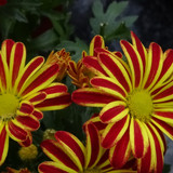 Flower image V171020251624 N84