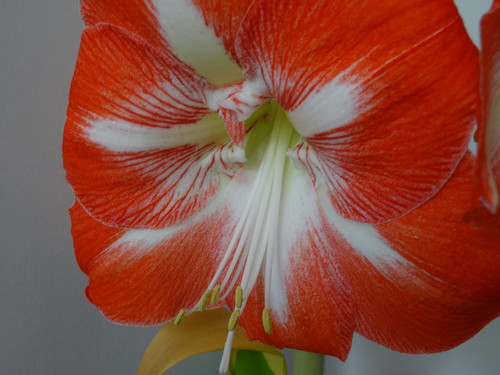 Flower image V171020251624 N96