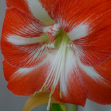 Flower image V171020251624 N96
